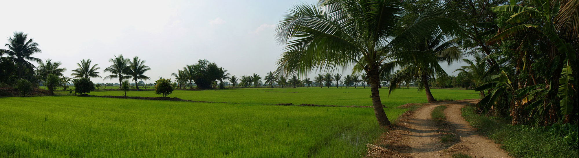 Photo panoramique d'une riziere