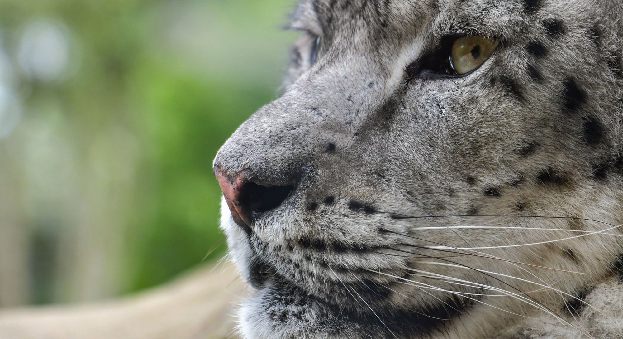 Bandeau Paprika film