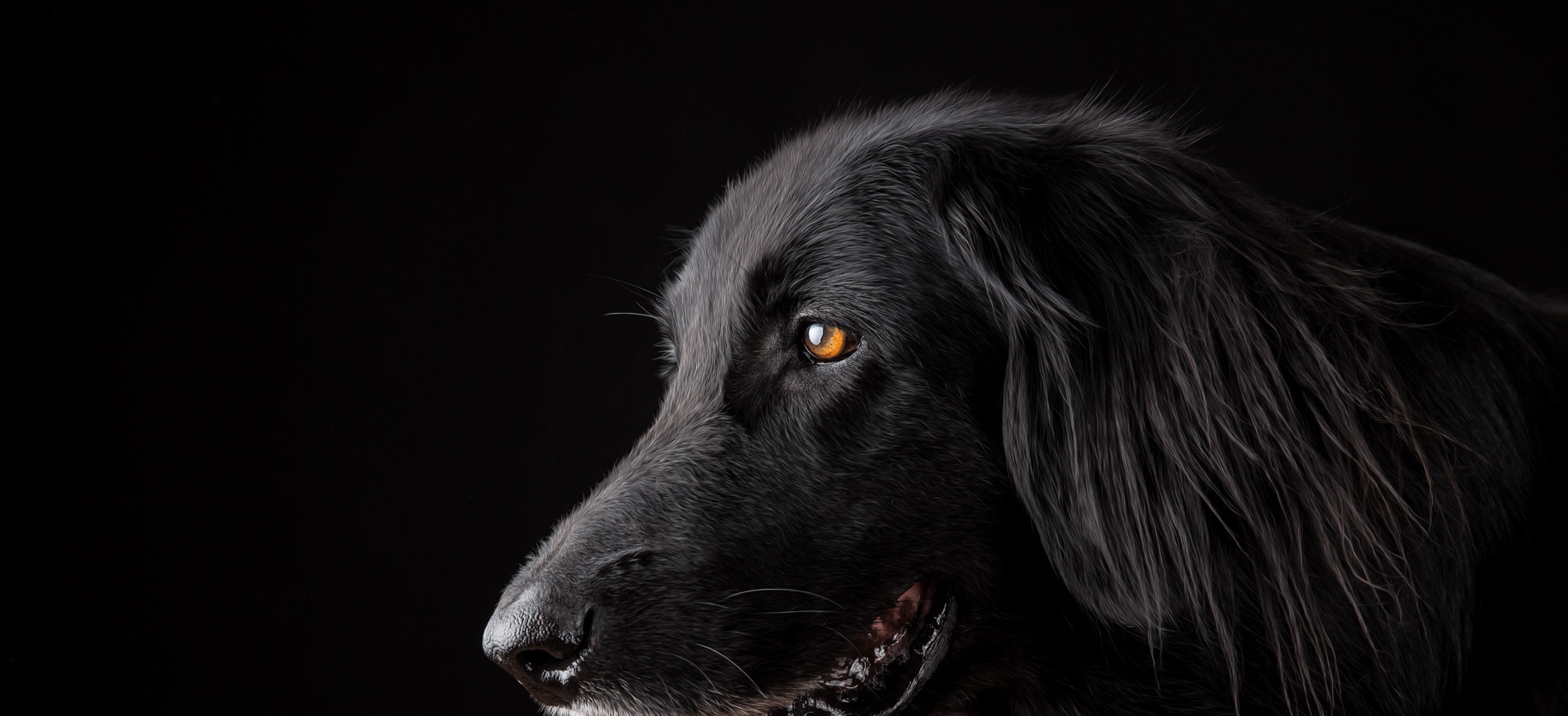 bandeau flyer Psy4vet